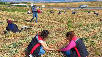 Soğan Tarlalarında Hasat Kontrolleri
