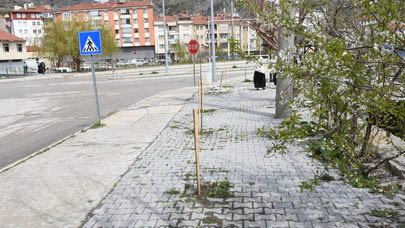 Belediyenin Diktiği Fidanlar Kimliği Belirsiz Kişilerce Söküldü