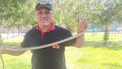 Ağaca Çıkan Yılan Paniğe Neden Oldu