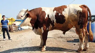 Çorum İHH, Kurban Bağışı Almaya Başladı