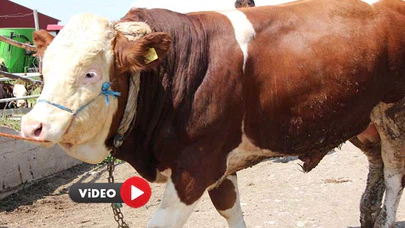 1.2 Tonluk Yiğit, 135 Bin Liraya Satıldı