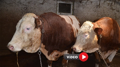 3 Tonluk Boğalar Alıcılarını Bekliyor