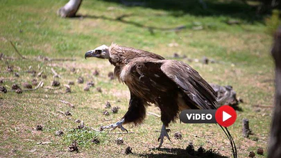 Çorum'da Uçma Yetisini Kaybeden Akbaba Koruma Altına Alındı