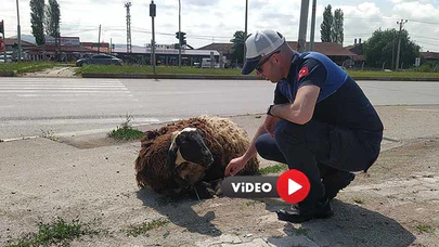 Araçtan Düşen Kurbanlık Hayvanı Zabıta Ekipleri Sahibine Teslim Etti