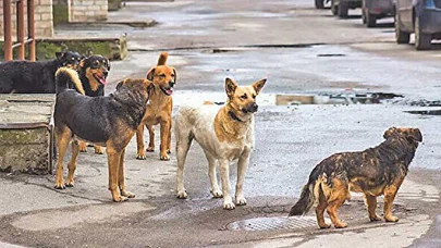 Sahipsiz Köpeklerin Saldırısına Uğrayan 2 Kişi Yaralandı