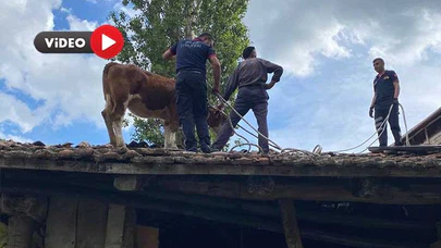 Herkesin Aklında Tek Soru: Bu İnek Çatıya Nasıl Çıktı?