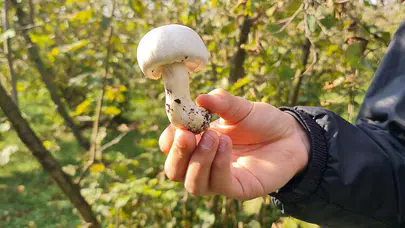 Mantardan Zehirlenen 10 Kişi Tedavi Altına Alındı