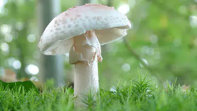 Mart’tan Bugüne 89 Kişi Mantardan Zehirlendi