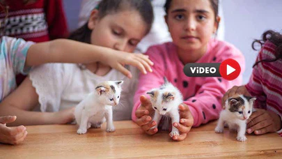 Sınıfta Doğum Yapan Kediye Öğretmen ve Öğrencileri Sahip Çıktı