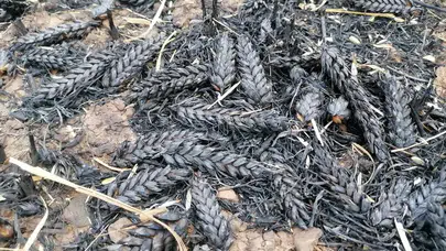 1500 Dönüm Ekili Arazi Kül Oldu