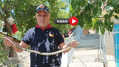 Eve Giren Yılan Paniğe Neden Oldu
