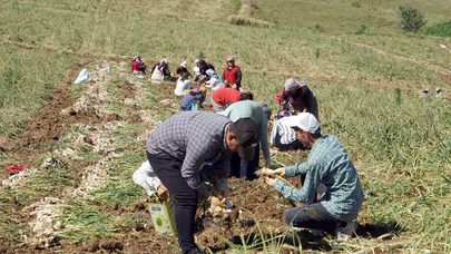 Hasatla Birlikte Kene Vakaları Artıyor