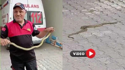 Hastane Morgu Önünde Yılan Paniği