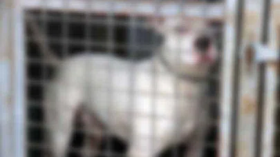 Köpeğin Saldırdığı Kadın Yaralandı