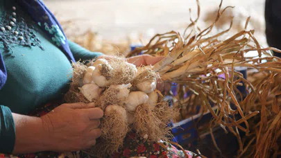 Sarımsak Hasadı Başladı