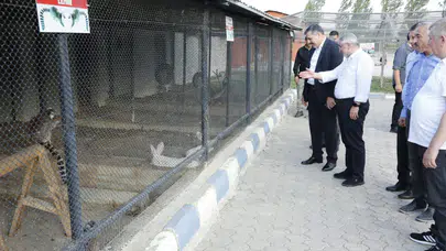 Sokak Hayvanları Kayıt Altına Almak İçin İkinci İhale Yapılacak