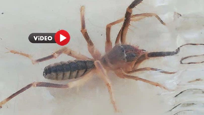 Sungurlu’da “Sarıkız” Örümceği Paniği