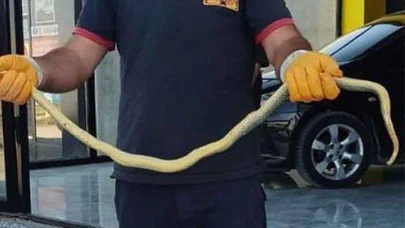 Otomobil Galerisinde Yılan Paniği