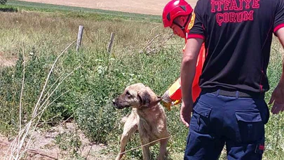 Su Kuyusuna Düşen Köpeği İtfaiye Ekipleri Kurtardı