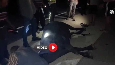 Üç Araç Bir Hayvana Çarptı
