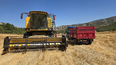 Laçin'de Nohut Hasadı Başladı