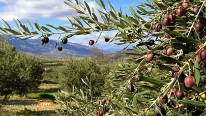 Kaya, Tartışmalı Zeytin Kanununun Gerekçelerini Açıkladı