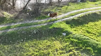 3 Kilometre Uzaklıktaki Tarlada Bulundu