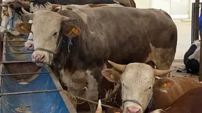 Kurbanlık Alışverişi Detayları Bu Haberde