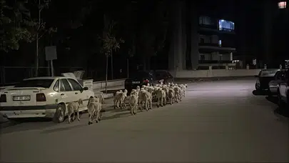 Firari Koyunlar Böyle Yakalandı
