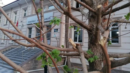 Ağaçlara Sahip Çıkma Çağrısı