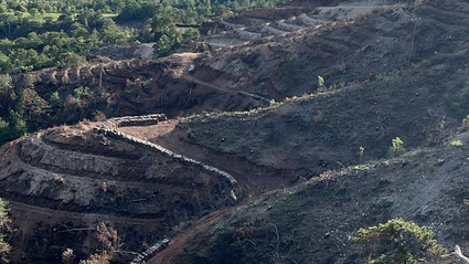 Bolu'da yangınlarda zarar gören alanlar 5 milyon 350 ağaçla yeşillendirilecek