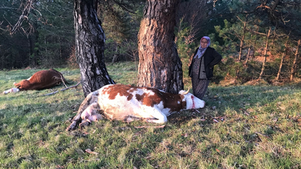 Bolu'da yıldırım isabet eden 2 inek öldü