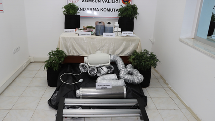 Samsun'da evinde iklimlendirme sistemiyle kenevir yetiştiren şüpheli yakalandı