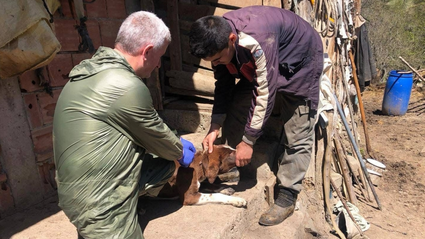 Türkeli ve Durağan'da sahipli köpeklere yönelik mikroçip uygulaması yapıldı