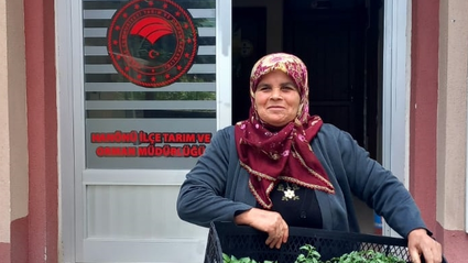 Hanönü'de 25 bin fide dağıtıldı