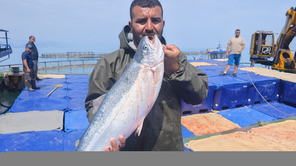 Samsun'da Türk somonu hasadı başladı