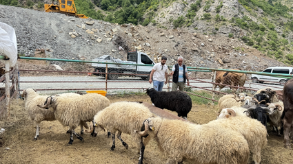 Artvin'deki hayvan pazarında kurbanlıklar alıcılarını bekliyor