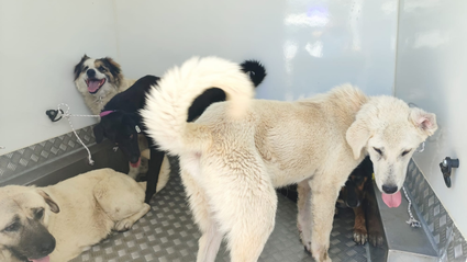 Samsun'da sürü halinde gezen 37 sahipsiz köpek toplandı