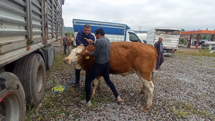 Tokat'ta 160 damızlık gebe düve dağıtıldı