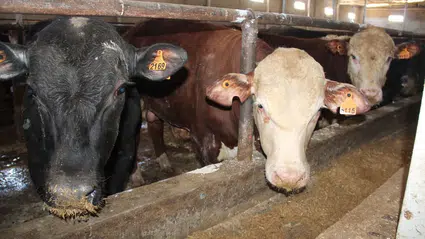 Tahtasız, Besicinin Sesini Meclise Taşıdı