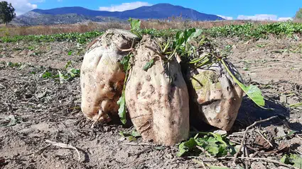 Pancar Üreticisine Müjde