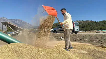 Çeltikler Geleneksel Yöntemle Kurutuluyor