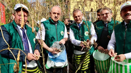Coğrafi işaret tescilli ‘Akkuş Şeker Fasulyesi’nde hasat başladı