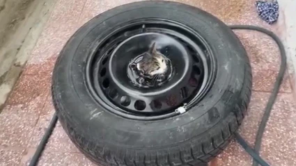 Stepneye sıkışan yavru kediyi itfaiye kurtardı