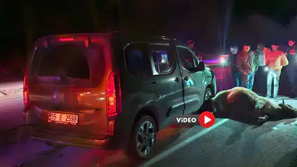 Yola çıkan dana kazaya neden oldu