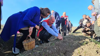 Safran Hasat Şenliği Yapıldı