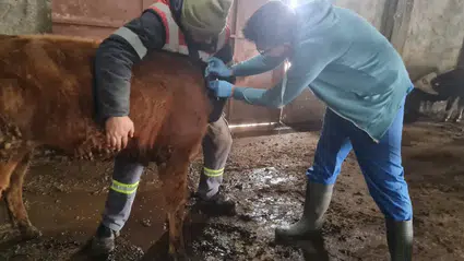Kargı’da Tüberküloz Teyakkuzu