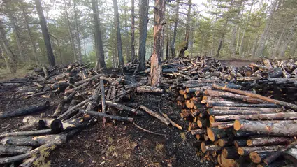 Kesim Sahasında Yangın Paniği