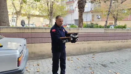 Ağaçta Mahsur Kalan Kedi İtfaiyeyi Seferber Etti