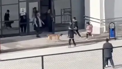 Okul Bahçesine Giren Köpek Panik Yaşattı